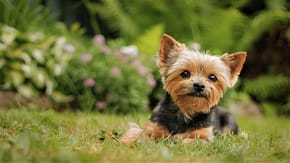 Yorkshire terrier sat in a field