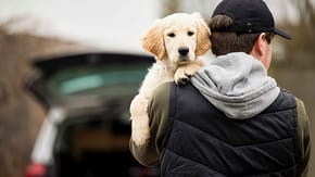 Puppy being carried by a man wearing a cap