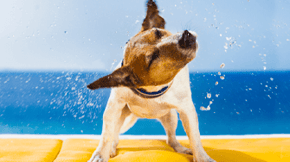 A small dog shaking off water