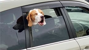 A Beagle with it's head out the window of a stationary car 