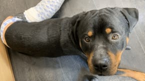 A dog who has received treatment for canine cruciate ligament disease