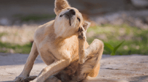 A dog is having a scratch