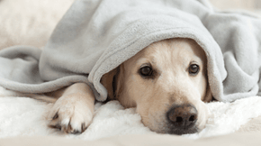 A dog peeks out of a under a blanket