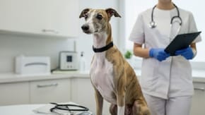 Whippet health problems