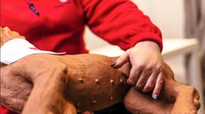 Jo Middleton from Dog First Aid Franchise Limited