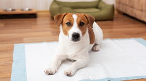 A puppy lying down on the floor