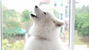 A white dog is howling in a window, and resembles a wolf
