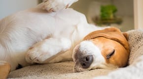 A sleepy Beagle