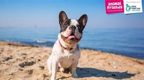 A Frenchie on a sunny beach