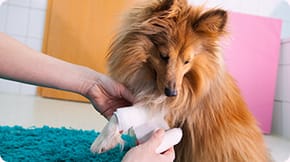 A Rough Collie receives first aid to their front leg