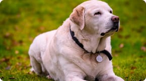 A Labrador, a dog breed that can suffer from Dysplasia
