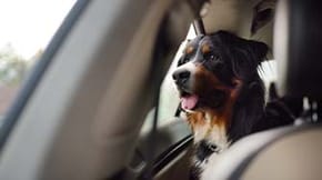 A dog sits in a car looking out of the window
