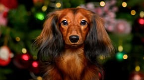 Dog sat in front of a Christmas tree