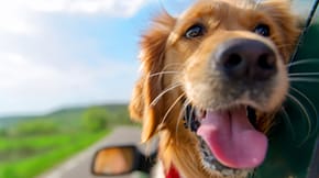 Dog travelling with its head out the car window