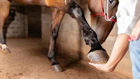 A horse puts its hoof into someone's hands