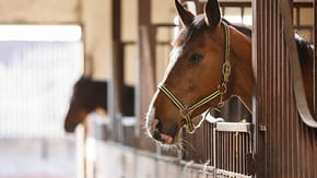 A horse pokes their head out from their stable