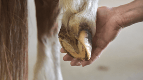 Someone inspects a horses hoof