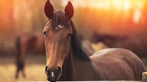 A brown horse with an orange sunset