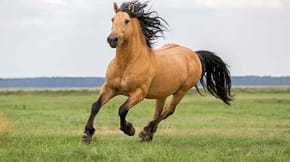 A healthy horse gallops through a field