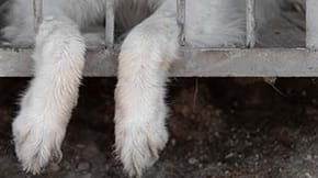 A dogs paws dangle out of a cage