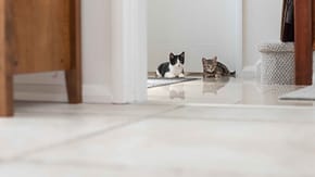 Two Kittens
