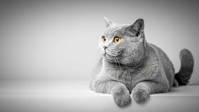 A picture of a grey cat