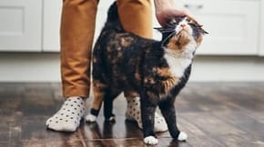 A happy cat stands between the legs of someone with mustard yellow trousers, who is petting them