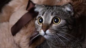 A cat stares intently at its subject