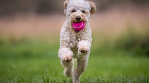 A picture of a white dog running