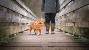 A small dog on a lead stands on a wooden walkway