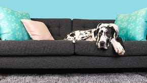 A dog lying on a grey sofa