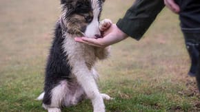 border collie in forest
