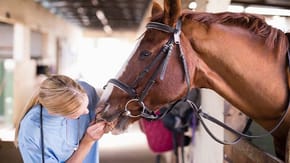 A horse received a check up from a vet