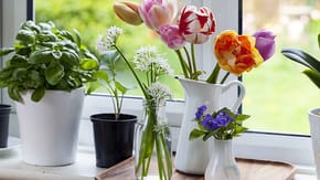 A selection of stems and buds in assorted vases on a windowsil