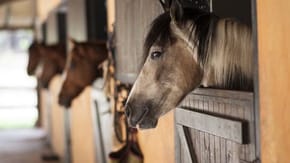 4 horses with their heads peering out of their stables