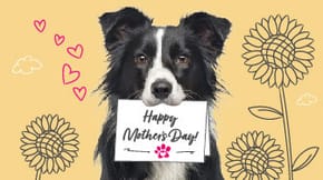 A Border Collie holds an illustrated card in their mouth saying "Happy Mothers Day"