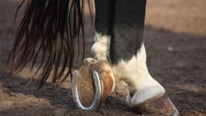 The back two feet of a horse, with one food up, showing the horse's shoe