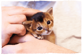 An Abyssinian cat