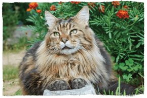 A Maine Coon cat