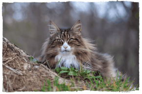 A Norwegian Forest cat