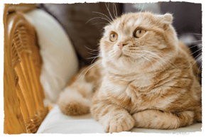 A Scottish Fold cat