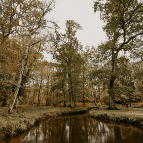 Bolderwood