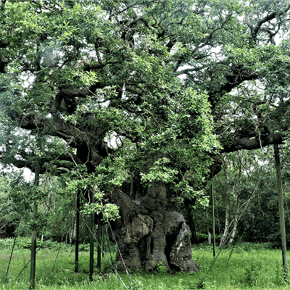 Major Oak
