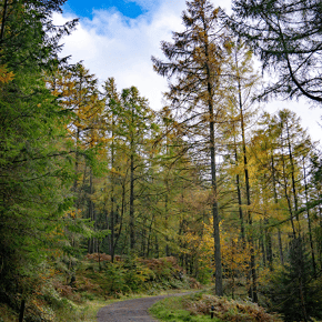 Ridding Wood