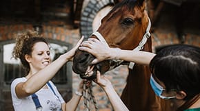 Owner and a vet assessing a horse