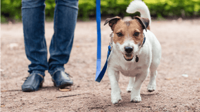 A Jack Russell Terrier out for a walk