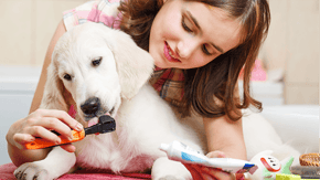 A dog is being introduced to a dog toothbrush and paste