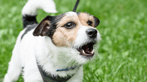 A Jack Russell Terrier barking