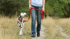 A Dalmatian dog walks next to their walker, who is holding a bright red lead