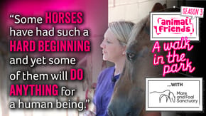 A walk in the park podcast with Mare and Foal Sanctuary
